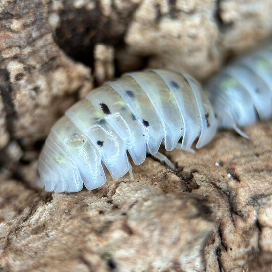 Isopod Armadillidium Vulgare &quot;Magic Potion&quot;