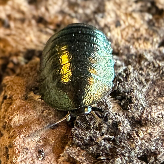 Emerald cockroach (Corydidarum magnifica)