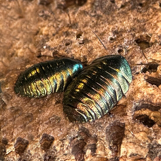 Emerald cockroach (Corydidarum magnifica)