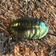 Emerald cockroach (Corydidarum magnifica)