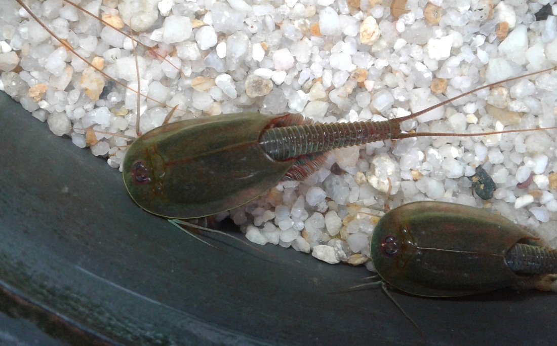 Triops Australiensis eggs capsule