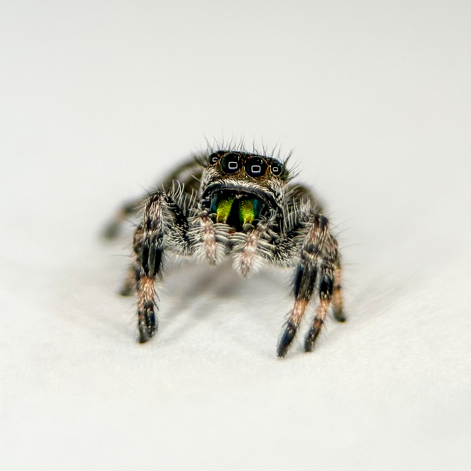 Jumping spider - Phidippus regius "White" Bahama