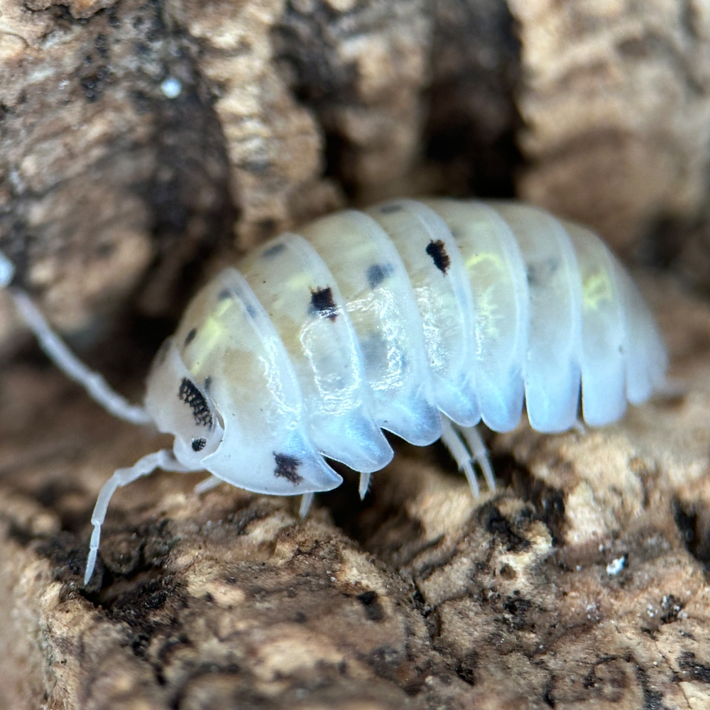 Isopod Armadillidium Vulgare "Magic Potion"