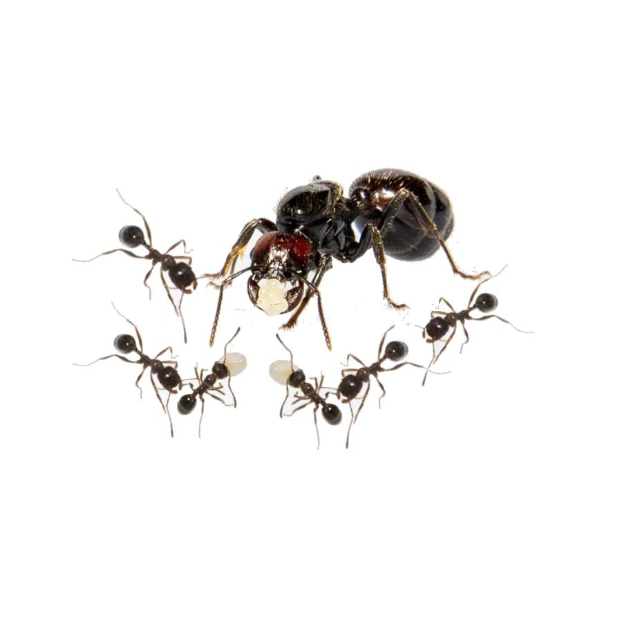 Oogstmier (Messor barbarus)