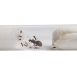 Lasius niger 5 tot 10 werksters kolonie zwarte wegmier