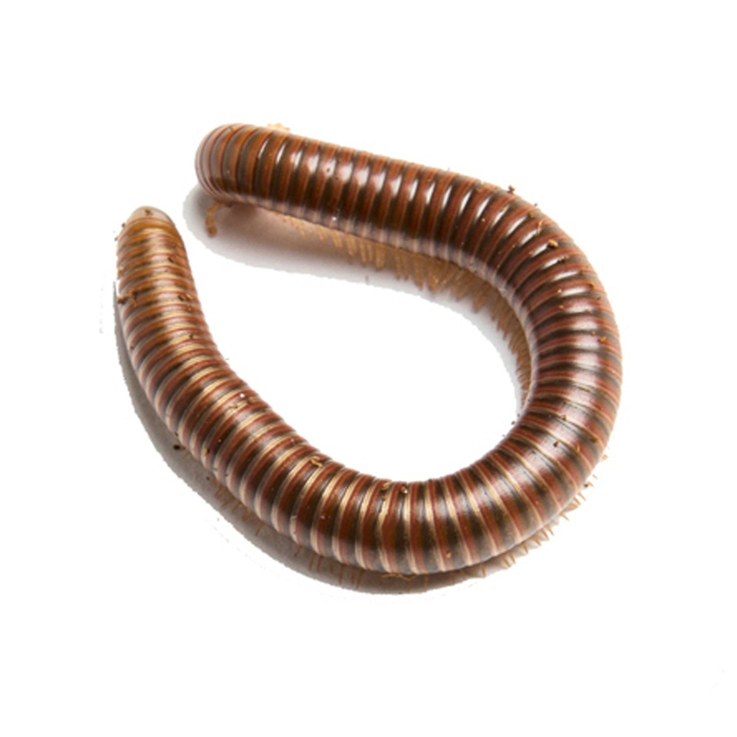 Olive striped millipede (Spirostreptus sp.)