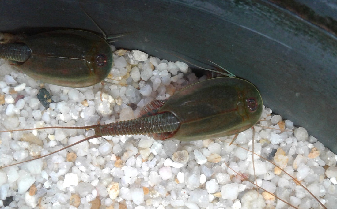 Triops Australiensis egg capsule
