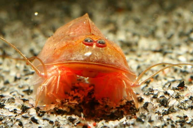 Triops Cancriformis Beni Kabuto egg capsule