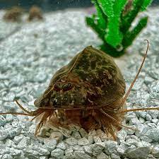 Triops Newberryi egg capsule