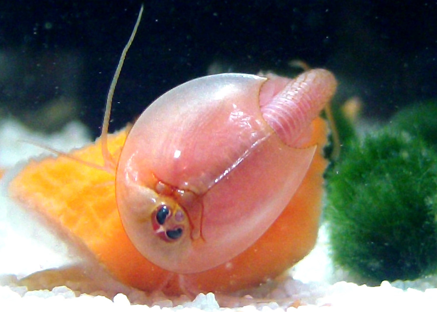 Triops Longicaudatus Albino egg capsule