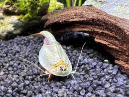 Triops Longicaudatus Egg Capsule