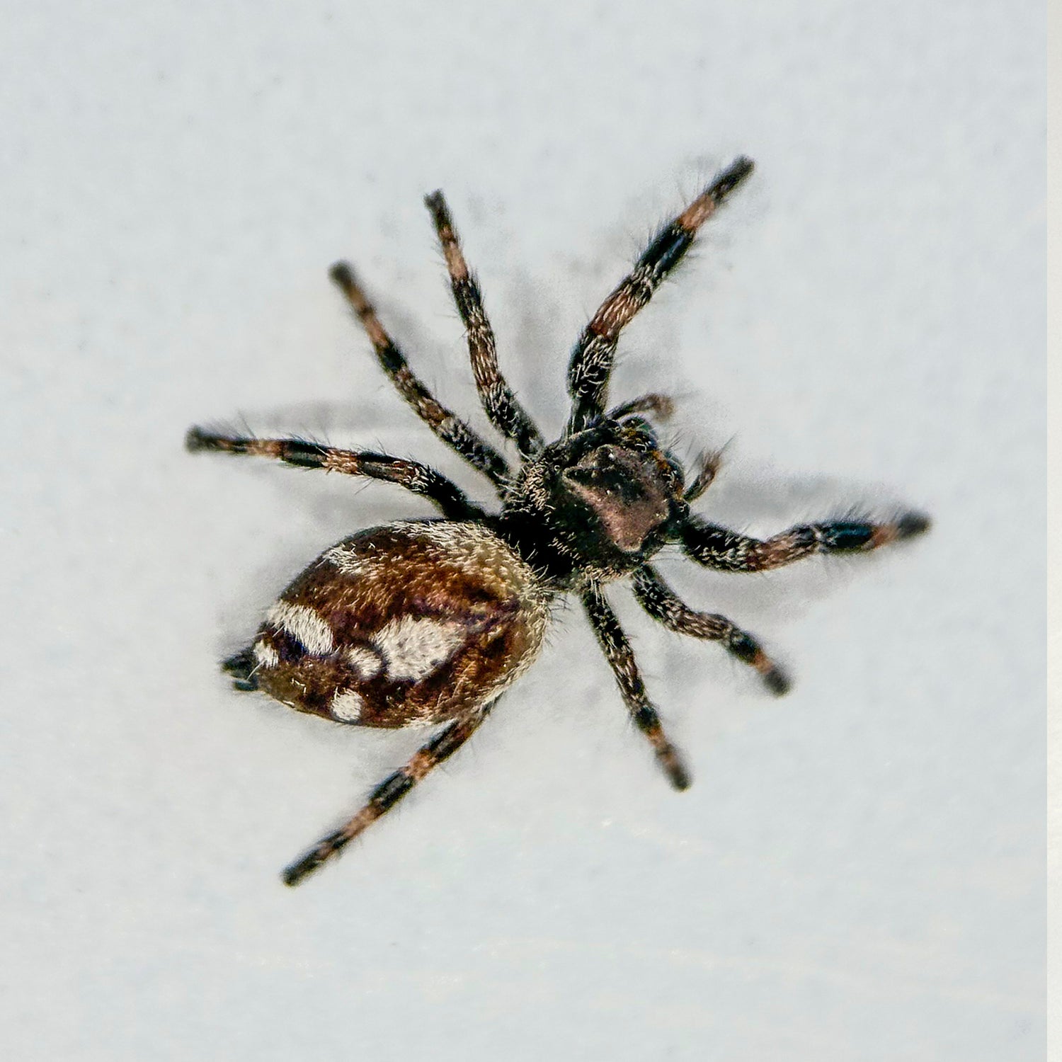 Jumping Spider - Phidippus regius "White" Bahama