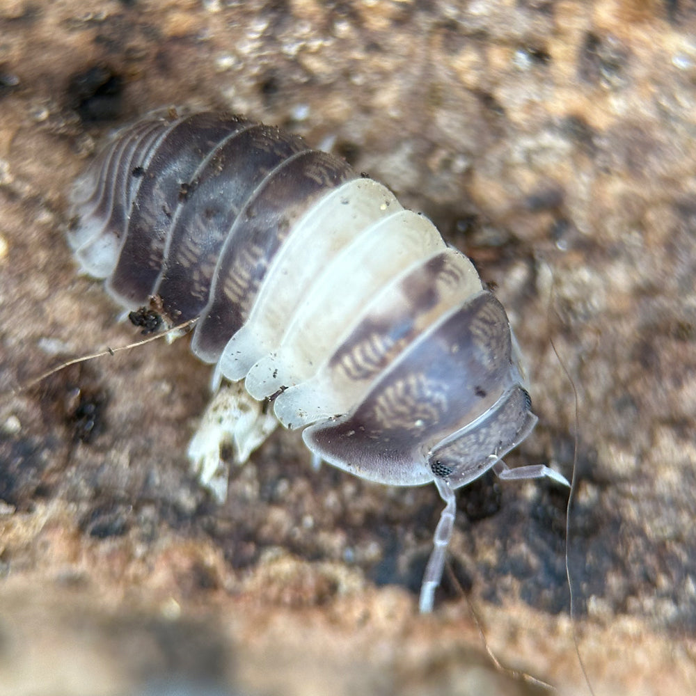 Isopod Cubaris spec. "Panda King"