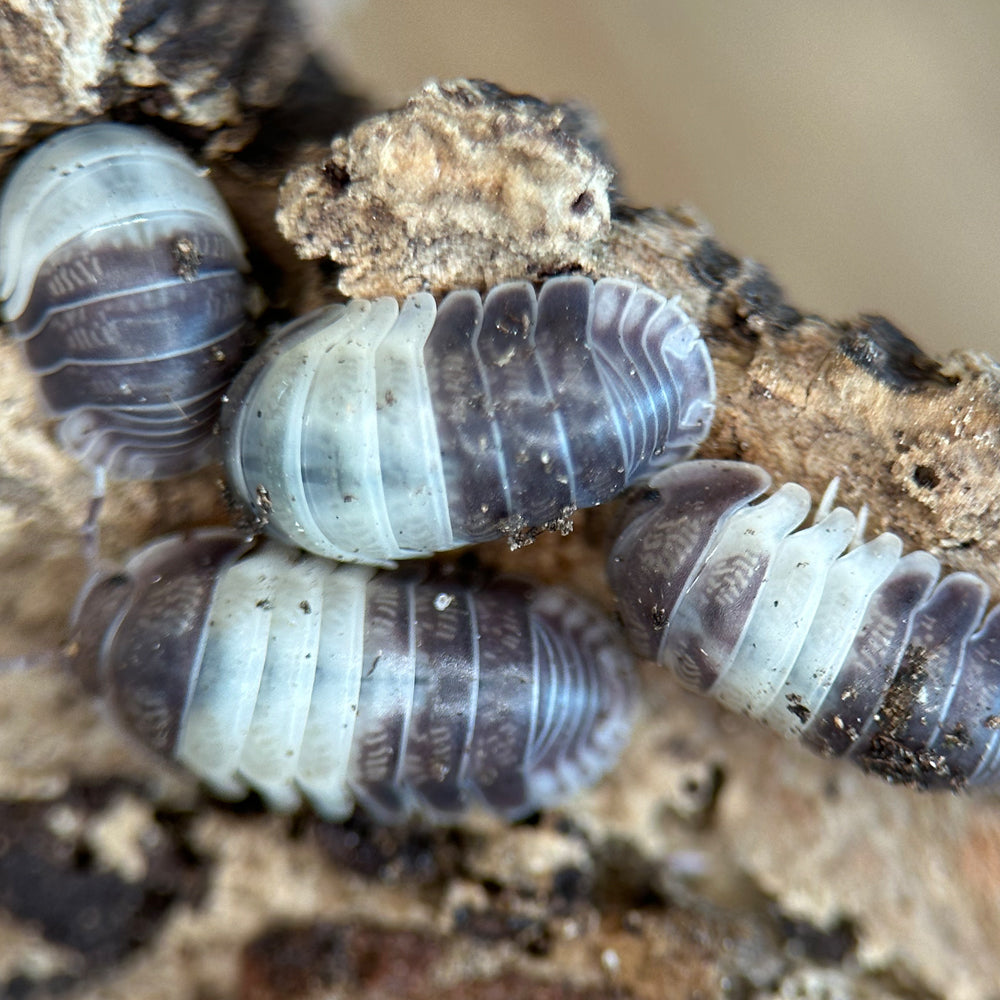 Isopod Cubaris spec. "Panda King"