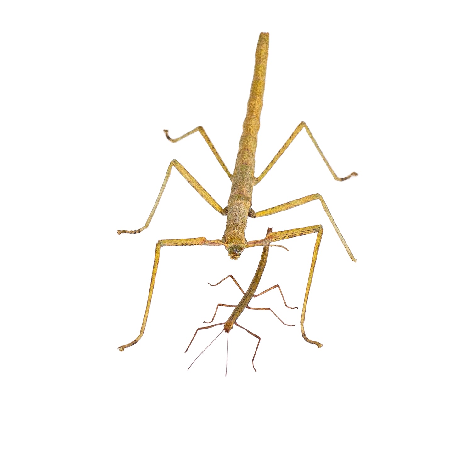 Indian Stick Insect Nymph (PSG 1) - Carausius morosus