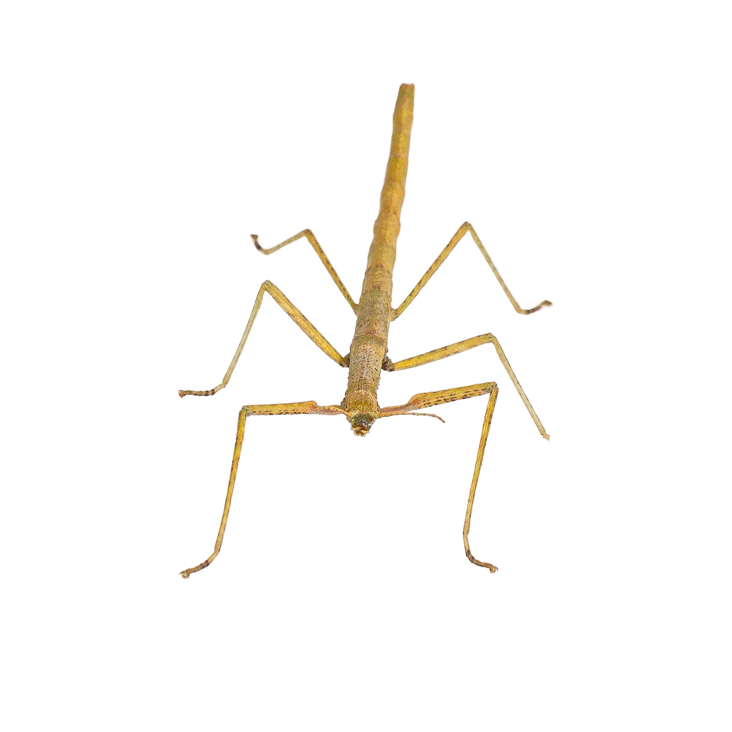 Indian Stick Insect Nymph (PSG 1) - Carausius morosus