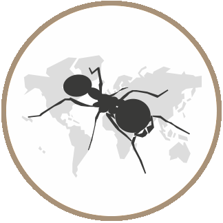 NO ants