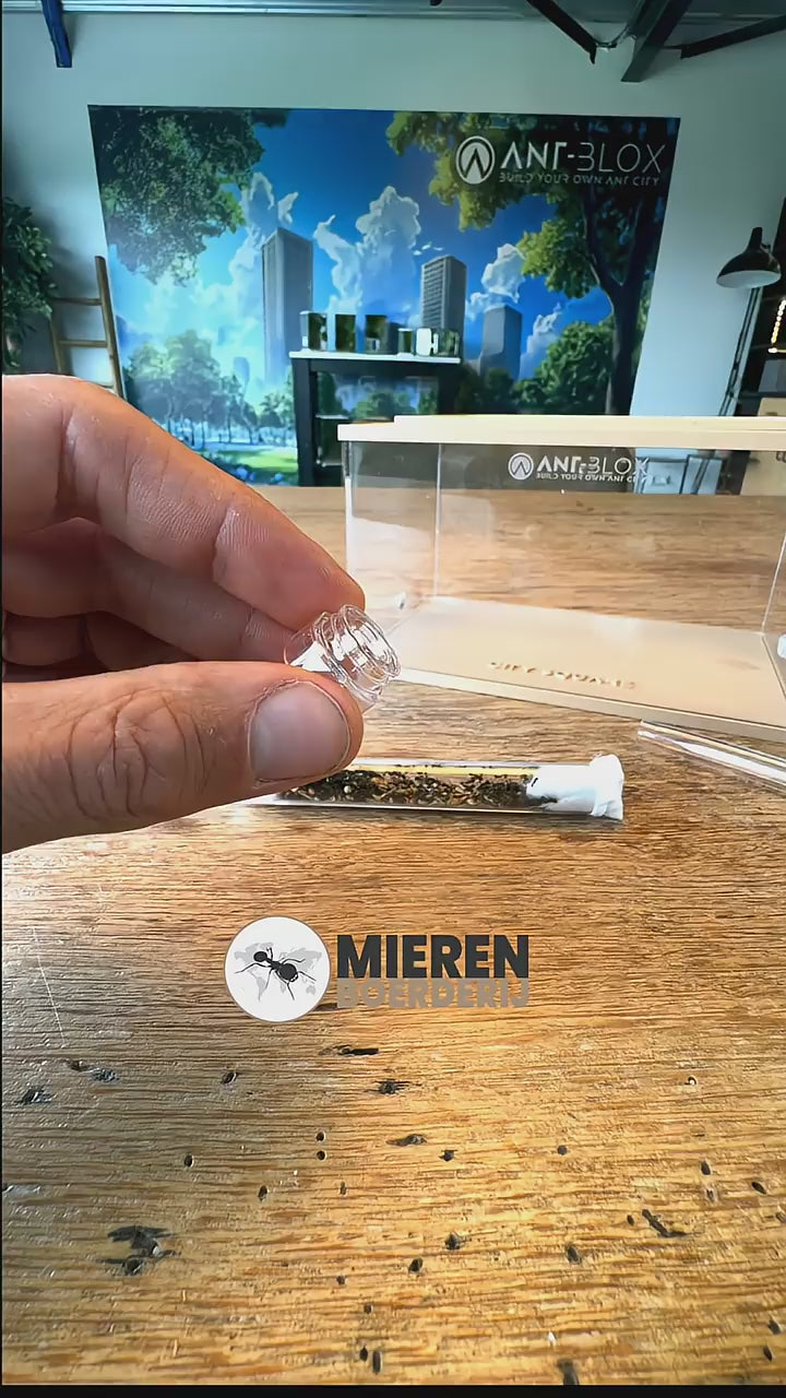 Ant-Blox - Test tube connector transparent